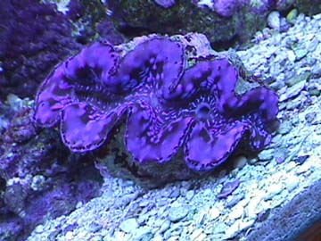 clam.jpg (37739 bytes)