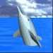 dolphin.gif (17243 bytes)